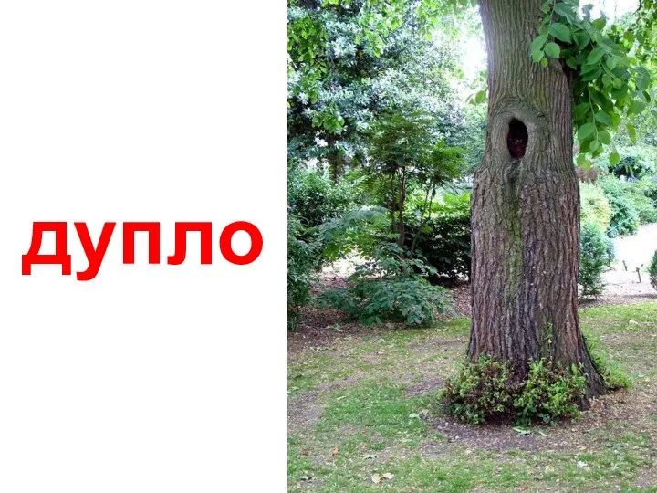 дупло