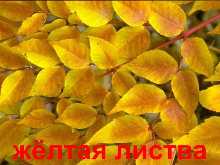 жёлтая листва