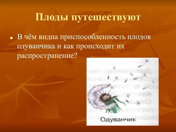 Плоды путешествуют В чём видна приспособленность плодов одуванчика и как происходит их распространение?