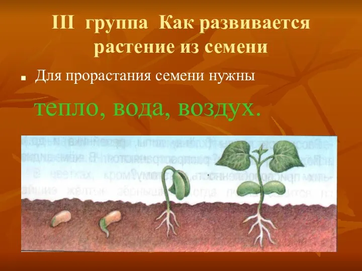 III группа Как развивается растение из семени Для прорастания семени нужны тепло, вода, воздух.