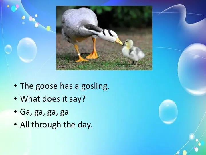 The goose has a gosling. What does it say? Ga, ga,