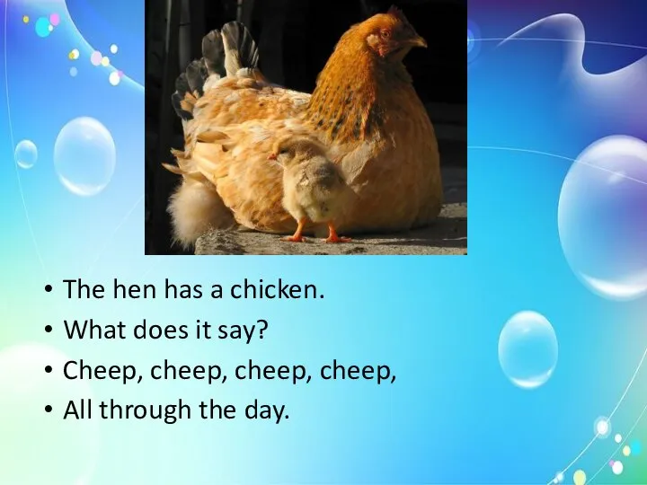 The hen has a chicken. What does it say? Cheep, cheep,
