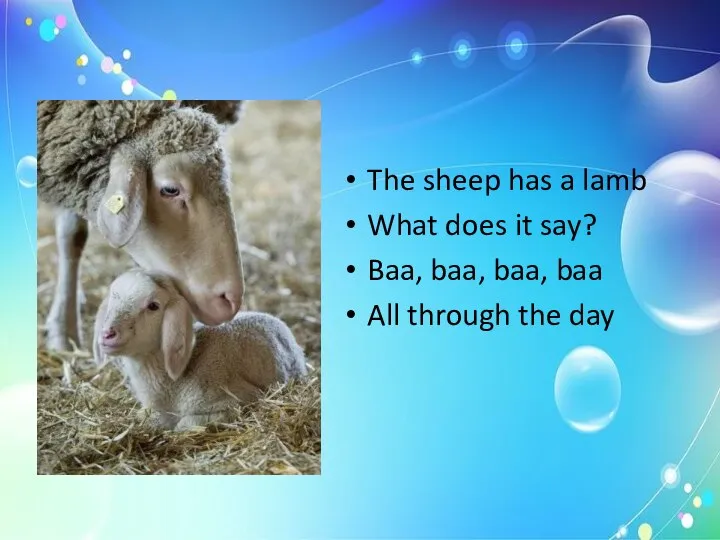 The sheep has a lamb What does it say? Baa, baa,