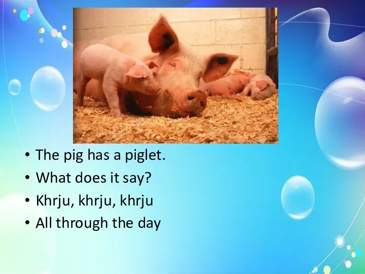 The pig has a piglet. What does it say? Khrju, khrju, khrju All through the day