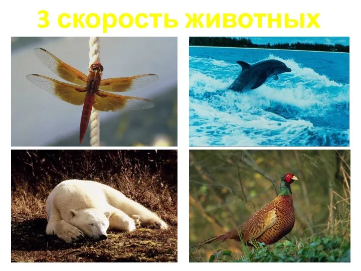 3 скорость животных