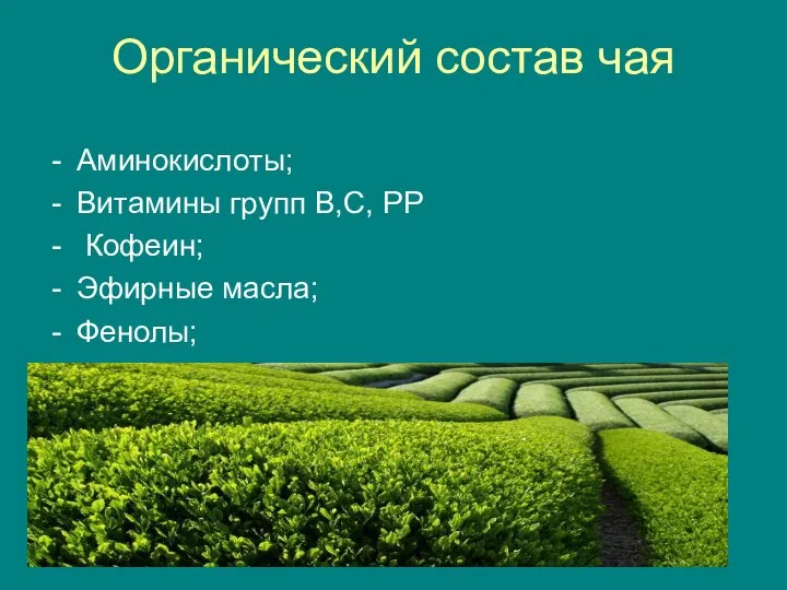 Органический состав чая Аминокислоты; Витамины групп В,С, РР Кофеин; Эфирные масла; Фенолы;