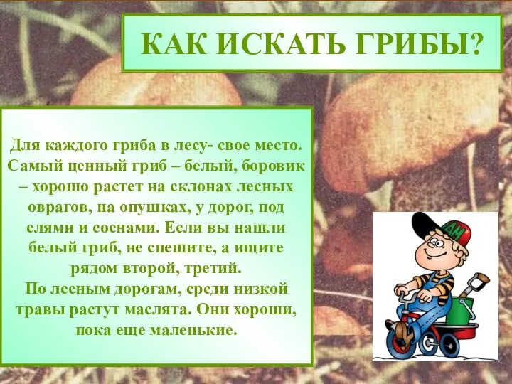 КАК ИСКАТЬ ГРИБЫ? Для каждого гриба в лесу- свое место. Самый