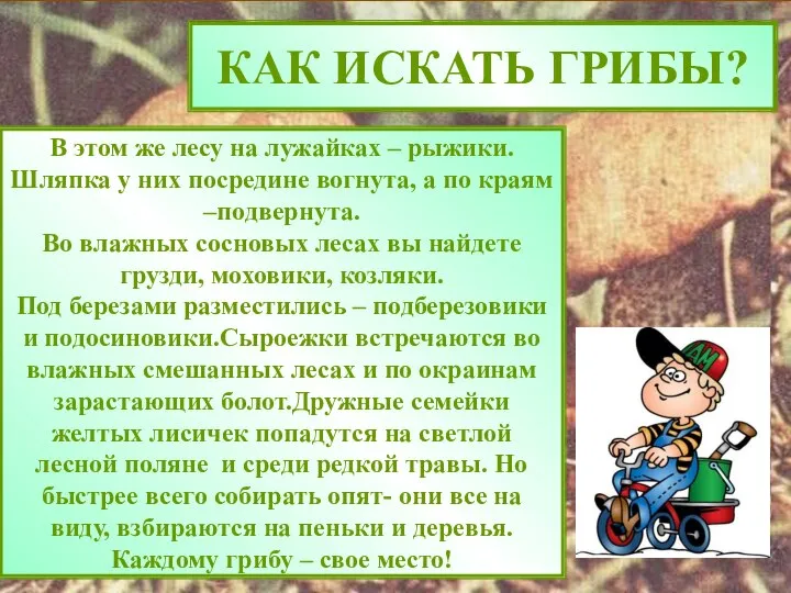 КАК ИСКАТЬ ГРИБЫ? В этом же лесу на лужайках – рыжики.