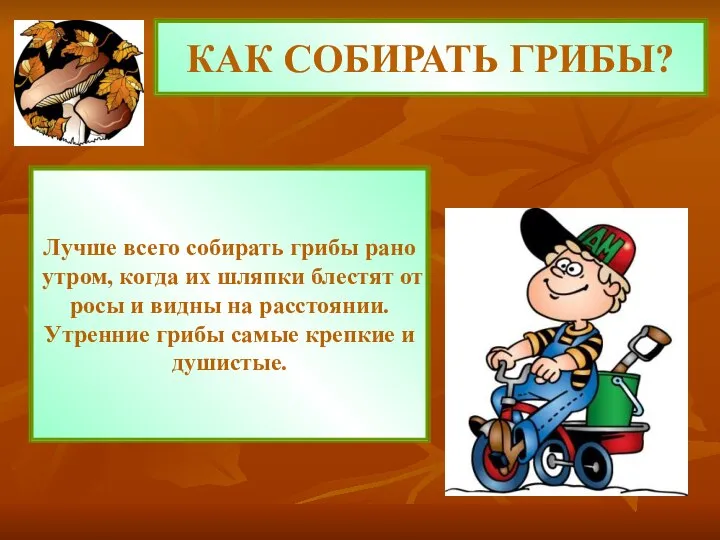 КАК СОБИРАТЬ ГРИБЫ? Лучше всего собирать грибы рано утром, когда их