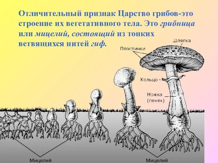 Отличительный признак Царство грибов-это строение их вегетативного тела. Это грибница или