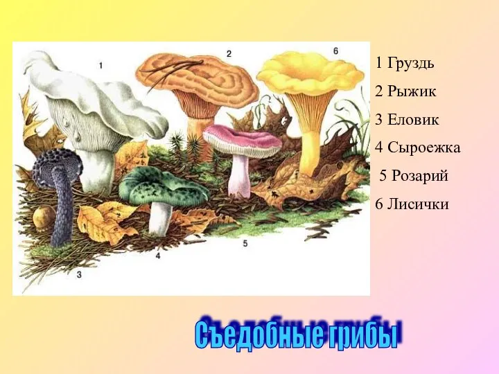 Съедобные грибы 1 Груздь 2 Рыжик 3 Еловик 4 Сыроежка 5 Розарий 6 Лисички