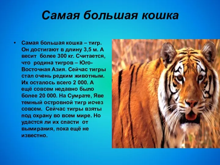 Самая большая кошка Самая большая кошка – тигр. Он достигают в