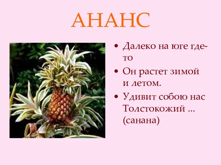 АНАНС Далеко на юге где-то Он растет зимой и летом. Удивит собою нас Толстокожий ... (санана)