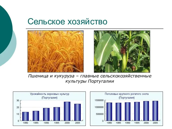 Сельское хозяйство