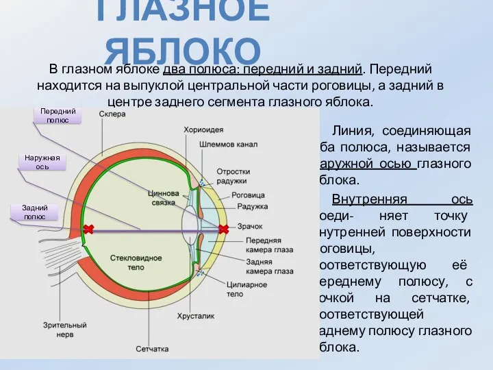 Глазное яблоко В глазном яблоке два полюса: передний и задний. Передний