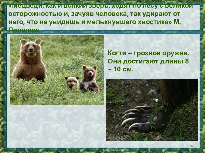 «Медведи, как и всякий зверь, ходят по лесу с великой осторожностью