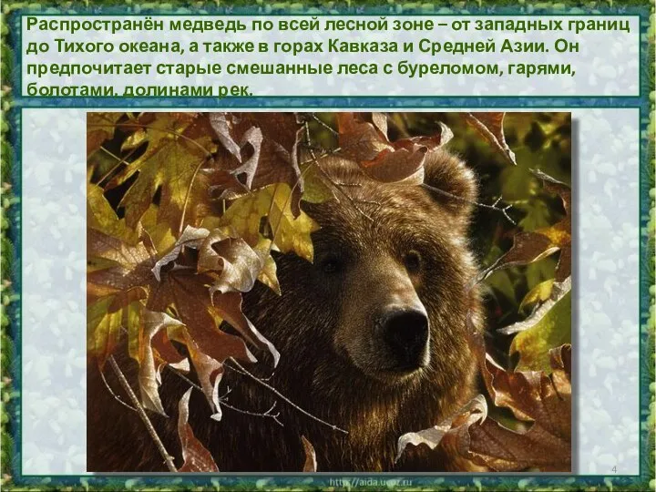 Распространён медведь по всей лесной зоне – от западных границ до