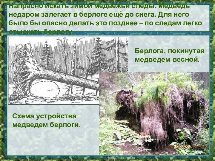 Напрасно искать зимой медвежьи следы. Медведь недаром залегает в берлоге ещё