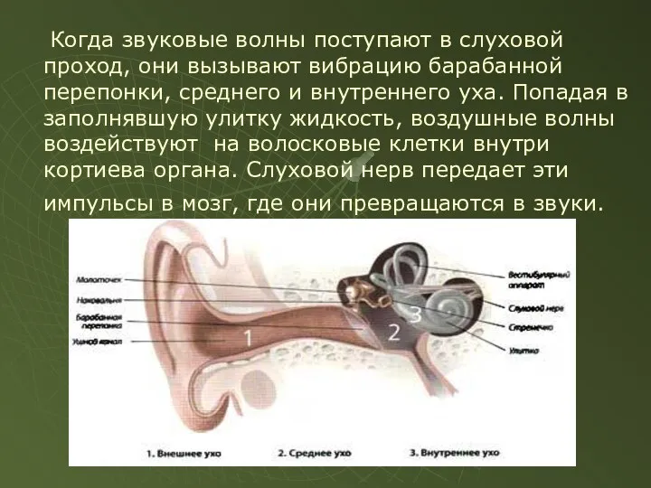 Когда звуковые волны поступают в слуховой проход, они вызывают вибрацию барабанной