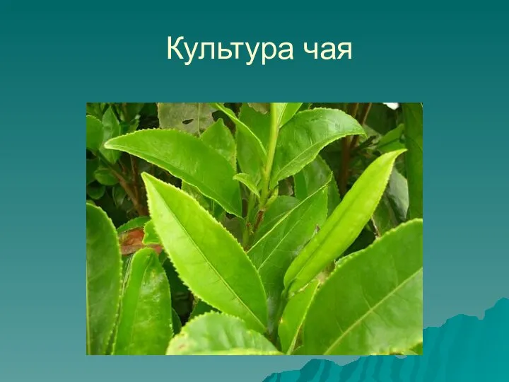 Культура чая