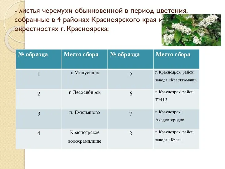 - листья черемухи обыкновенной в период цветения, собранные в 4 районах