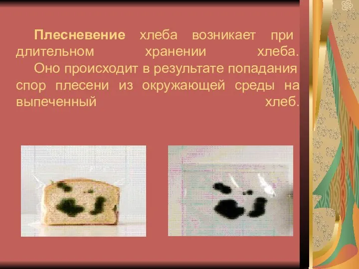 Плесневение хлеба возникает при длительном хранении хлеба. Оно происходит в результате