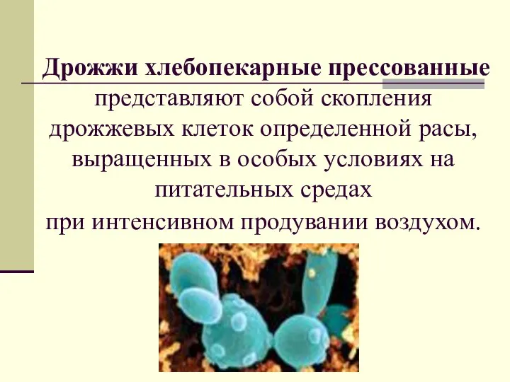 Дрожжи хлебопекарные прессованные представляют собой скопления дрожжевых клеток определенной расы, выращенных