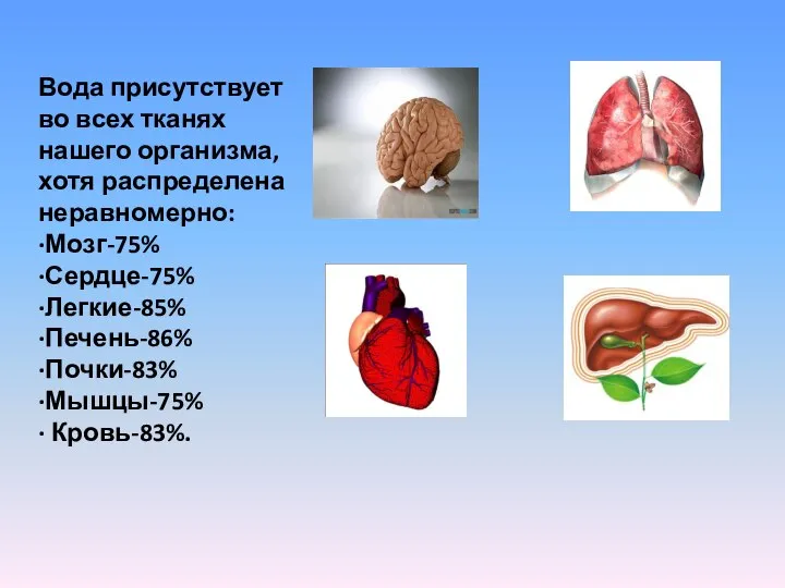 Вода присутствует во всех тканях нашего организма, хотя распределена неравномерно: ·Мозг-75%