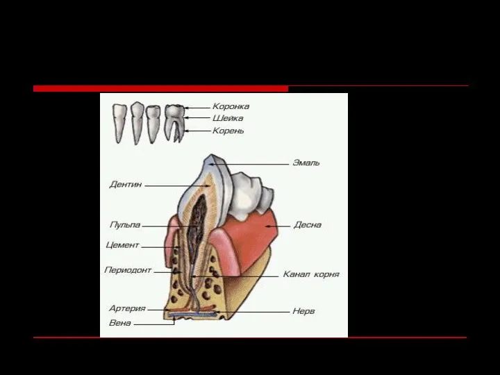 Строение зуба