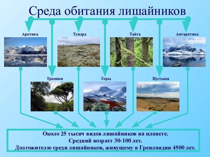 Среда обитания лишайников Арктика Тундра Тайга Антарктика Пустыня Горы Тропики Около