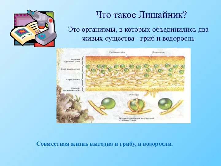 Что такое Лишайник? Это организмы, в которых объединились два живых существа