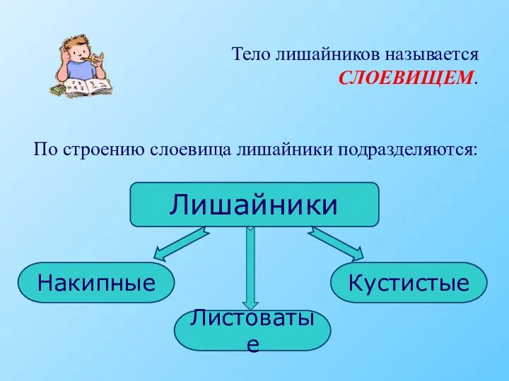 Тело лишайников называется СЛОЕВИЩЕМ. По строению слоевища лишайники подразделяются: Лишайники Накипные Листоватые Кустистые