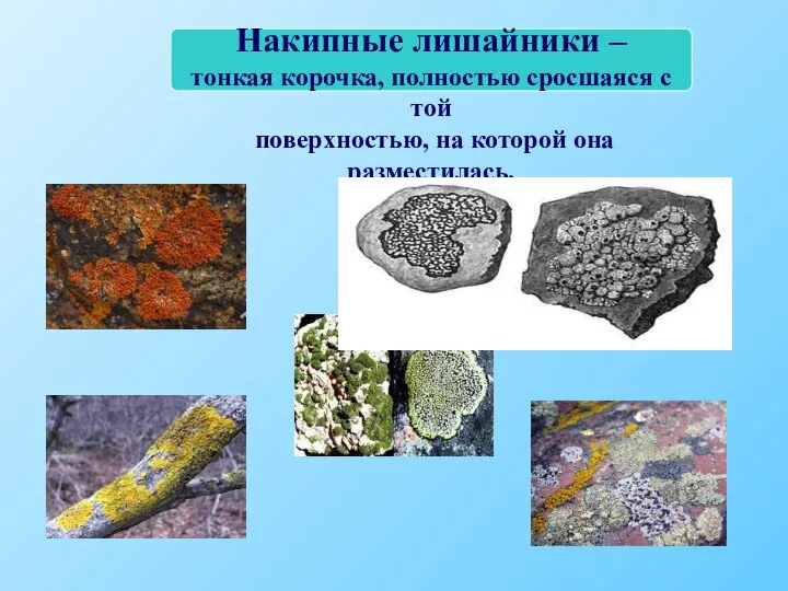 Накипные лишайники – тонкая корочка, полностью сросшаяся с той поверхностью, на которой она разместилась.