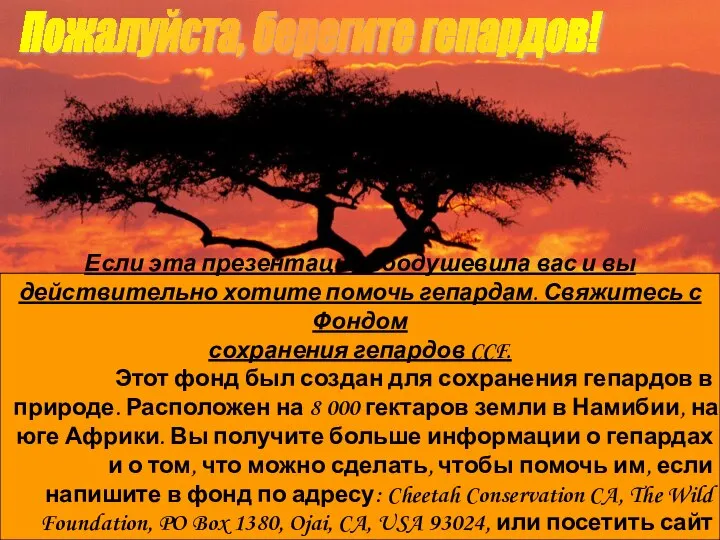 Пожалуйста, берегите гепардов! Если эта презентация воодушевила вас и вы действительно