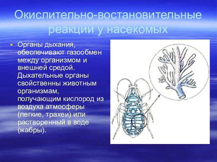 Окислительно-востановительные реакции у насекомых Органы дыхания, обеспечивают газообмен между организмом и