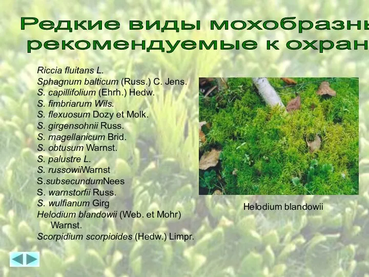 Редкие виды мохобразных, рекомендуемые к охране Riccia fluitans L. Sphagnum balticum