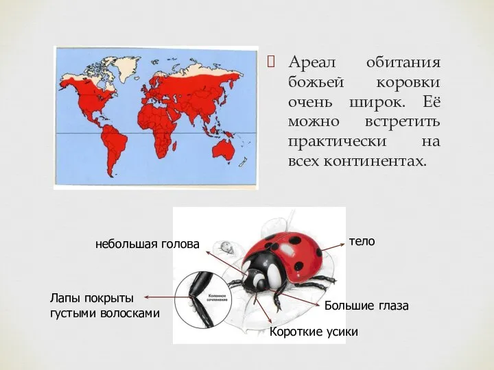 Ареал обитания божьей коровки очень широк. Её можно встретить практически на