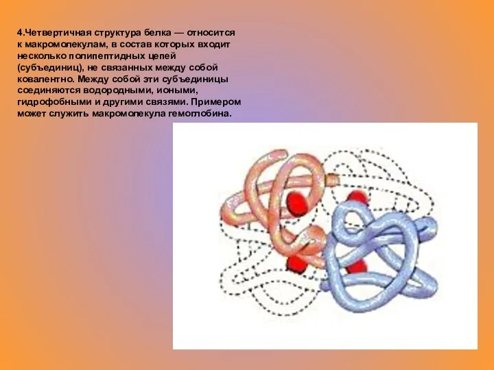 4.Четвертичная структура белка — относится к макромолекулам, в состав которых входит