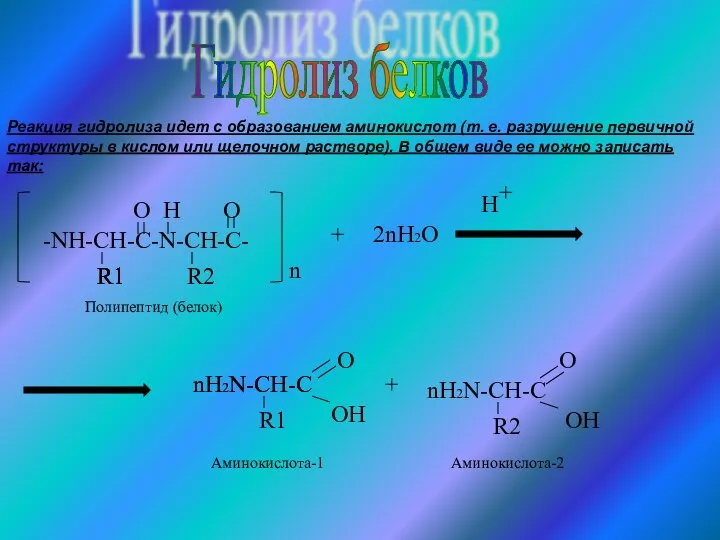 Гидролиз белков -NH-CH-C-N-CH-C- R1 O H R2 O n + 2nH2O