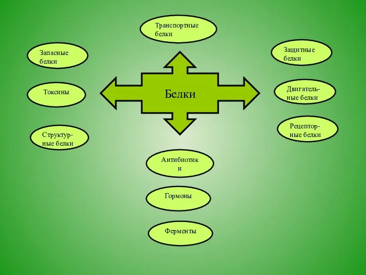 Ферменты Защитные белки Двигатель- ные белки Структур- ные белки Запасные белки