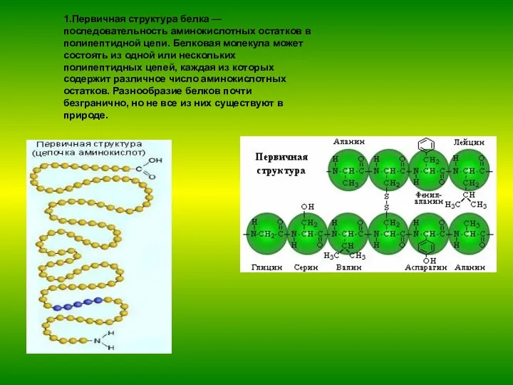 1.Первичная структура белка — последовательность аминокислотных остатков в полипептидной цепи. Белковая