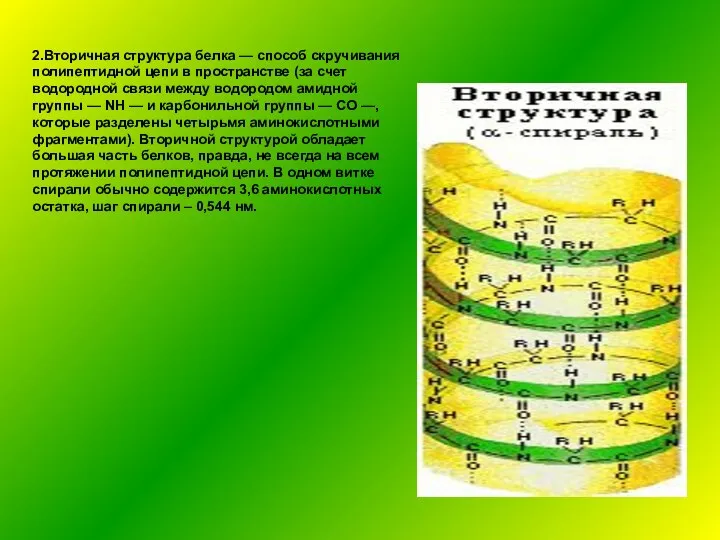 2.Вторичная структура белка — способ скручивания полипептидной цепи в пространстве (за