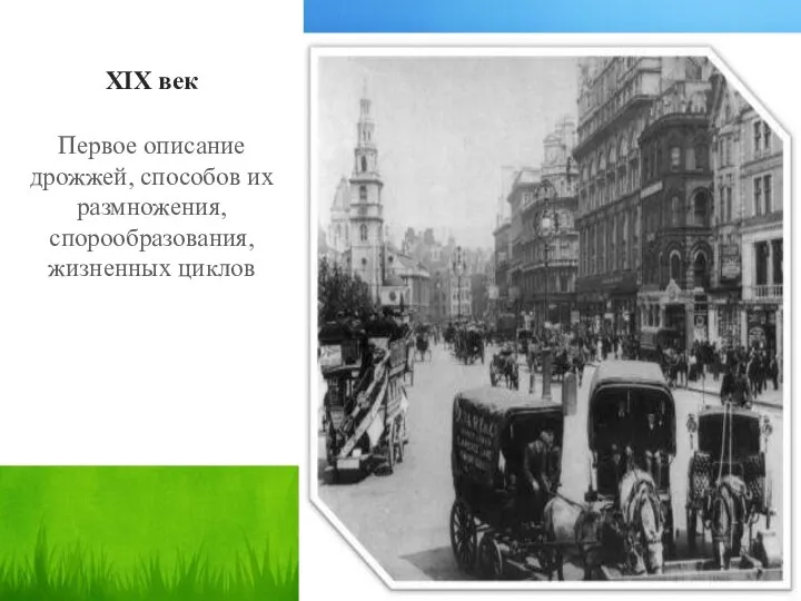 XIX век Первое описание дрожжей, способов их размножения, спорообразования, жизненных циклов