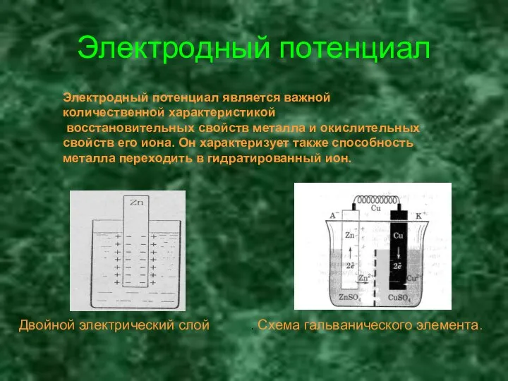 Электродный потенциал Электродный потенциал является важной количественной характеристикой восстановительных свойств металла