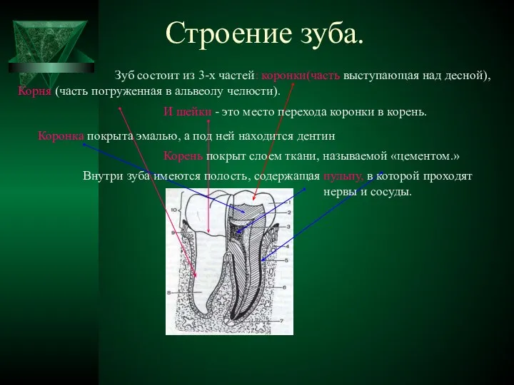 Строение зуба. Зуб состоит из 3-х частей: коронки(часть выступающая над десной),