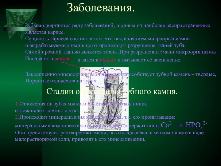 Заболевания. Зубы подвергаются ряду заболеваний, и одним из наиболее распространенных Является