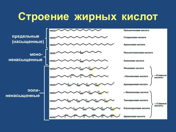 Строение жирных кислот предельные (насыщенные) моно- ненасыщенные поли- ненасыщенные