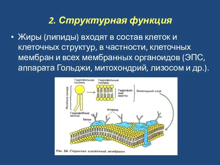 2. Структурная функция Жиры (липиды) входят в состав клеток и клеточных