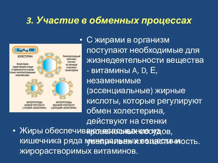 3. Участие в обменных процессах С жирами в организм поступают необходимые