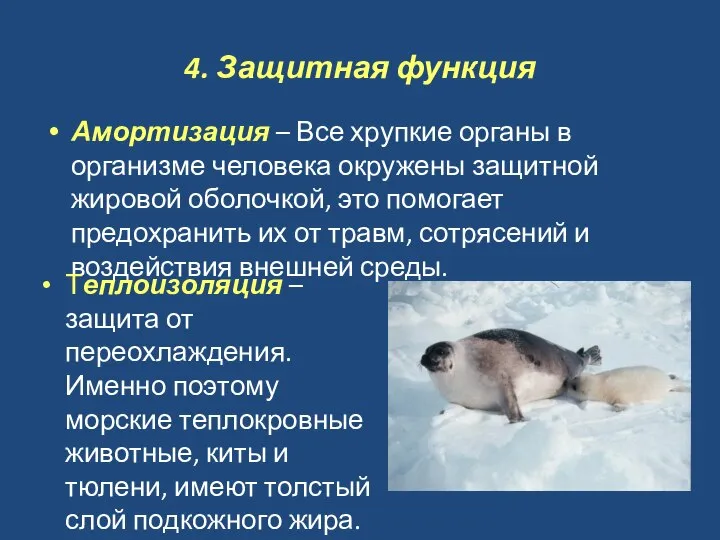 4. Защитная функция Амортизация – Все хрупкие органы в организме человека